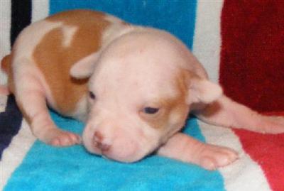 Puppies in AL